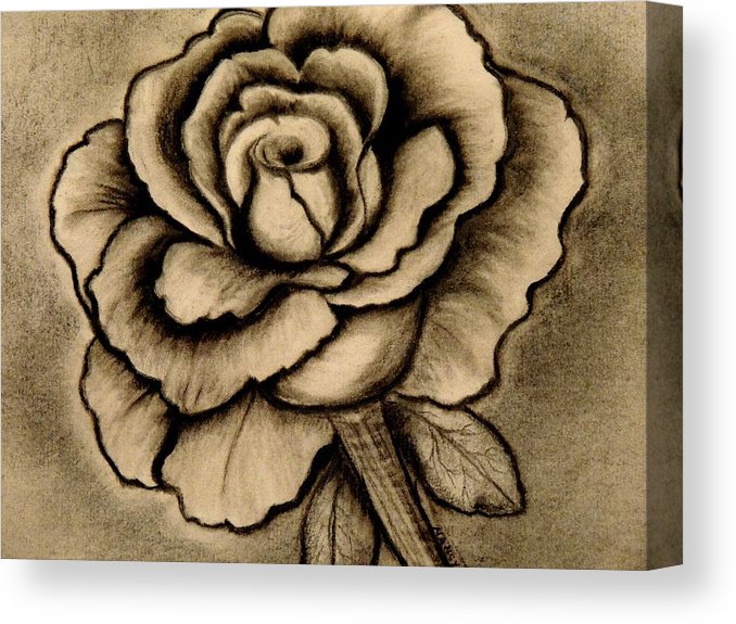 678x575 Rose Charcoal Drawing Canvas Print Canvas Art - Rose Charcoal Drawing