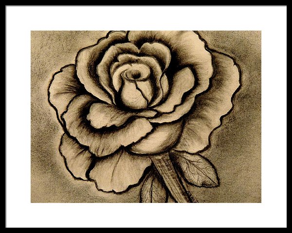 600x480 Rose Charcoal Drawing Framed Print - Rose Charcoal Drawing