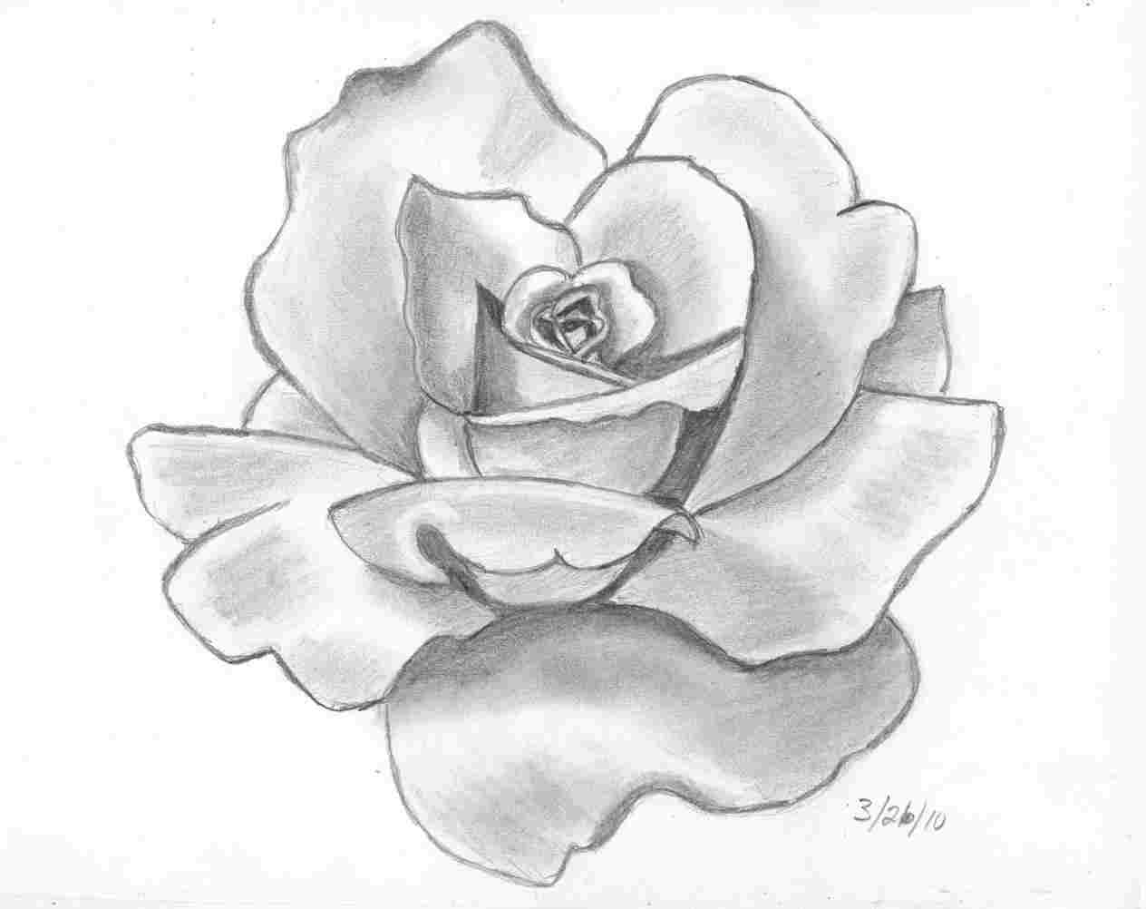 Rose Charcoal Drawing at PaintingValley.com | Explore collection of ...