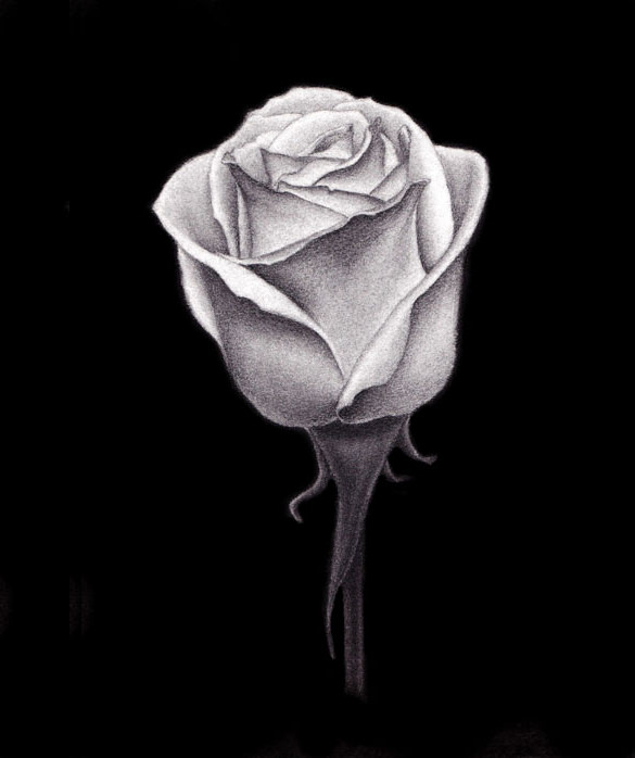 585x698 rose drawing free premium templates - Rose Charcoal Drawing