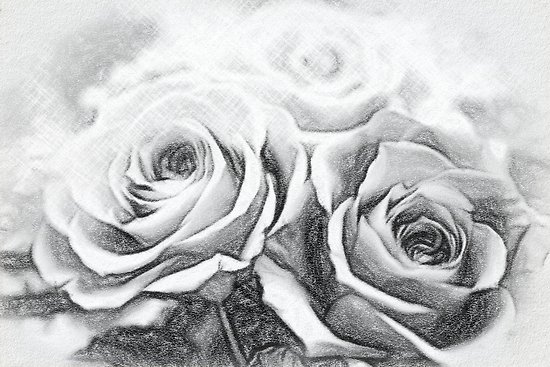 550x367 charcoal drawing a gift of preservrd flower and clay flower - Rose Charcoal Drawing