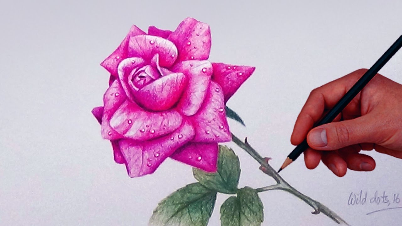 1280x720 How To Draw A Rose With Simple Colored Pencils - Rose Color Pencil Drawing