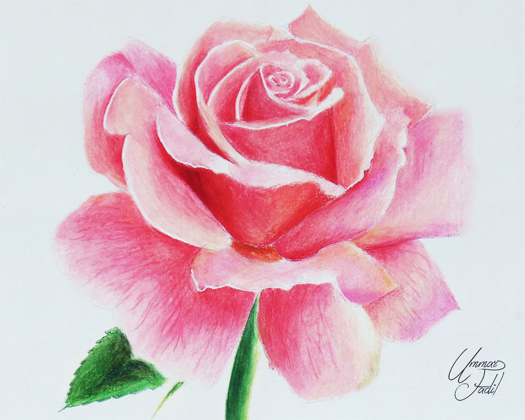 1024x819 How To Draw Flowers With Coloured Pencils - Rose Color Pencil Drawing