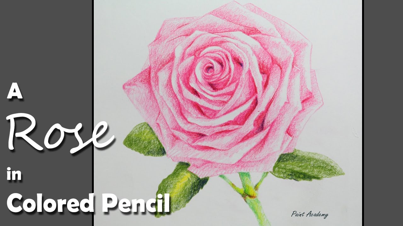 1280x720 How To Draw A Rose In Colored Pencil - Rose Color Pencil Drawing