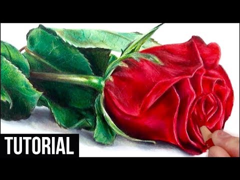 480x360 How To Draw A Realistic Rose In Coloured Pencil Drawing Tutorial - Rose Color Pencil Drawing