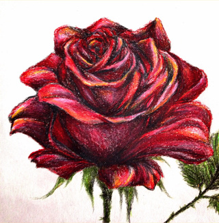 320x326 Old Rose Drawing W Crayola Color Pencils - Rose Color Pencil Drawing