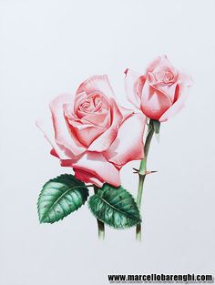 236x313 Photos Colored Pencil Drawings Of Red Roses - Rose Color Pencil Drawing