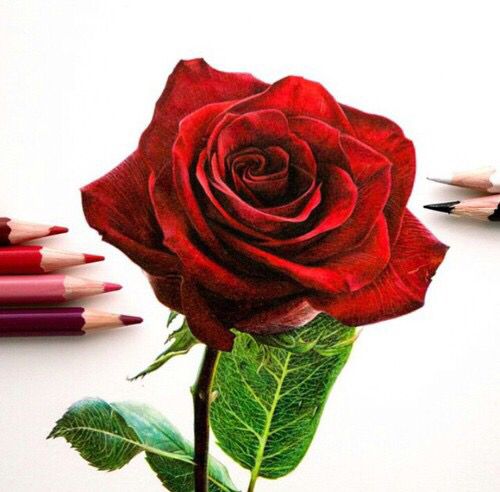500x492 red rose color pencils art art colored pencils in rose - Rose Color Pencil Drawing