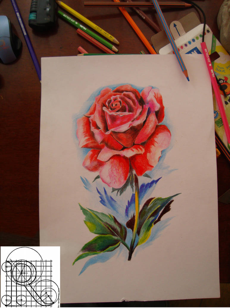 773x1034 Rose,color Pencil Drawing - Rose Color Pencil Drawing
