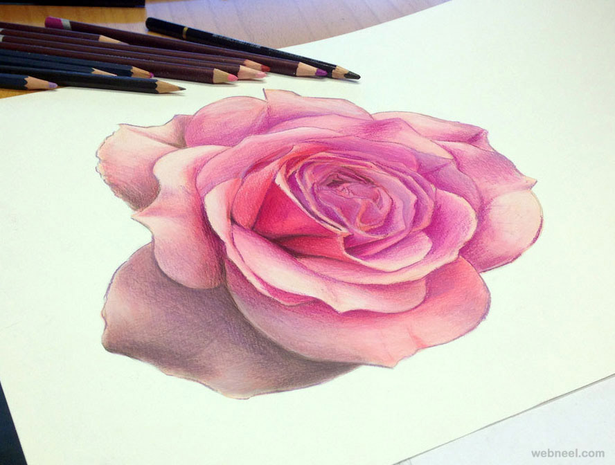 888x672 Rose Color Pencil Drawing Atomiccircus - Rose Color Pencil Drawing
