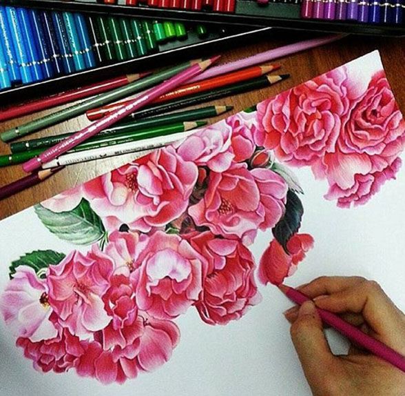 588x574 Rose Color Pencil Drawing - Rose Color Pencil Drawing