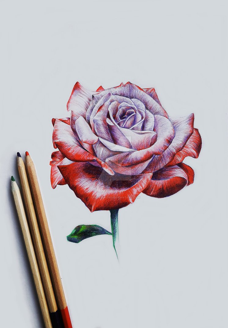 Rose Color Pencil Drawing at PaintingValley.com | Explore collection of ...