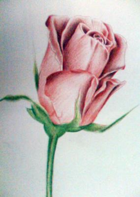 285x400 Rose Shading With Color Pencils - Rose Color Pencil Drawing