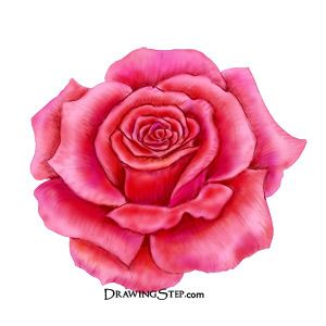 300x300 Colored Pencil Drawings Of Flowers Step Finish Red Rose - Rose Color Pencil Drawing