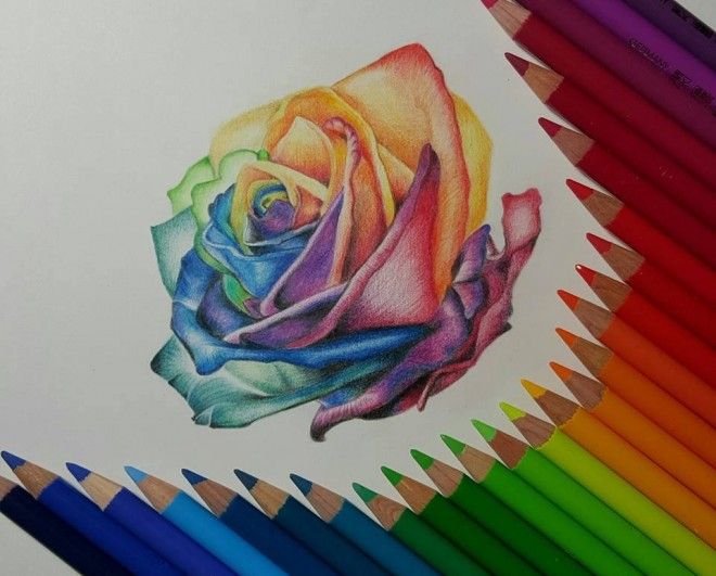 660x531 Beautiful Color Pencil Drawings From Top Artists Around - Rose Color Pencil Drawing