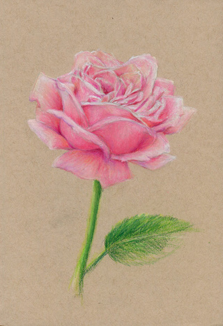 320x466 A Quick Sketch Of A Pink Rose Using Colored Pencils - Rose Color Pencil Drawing