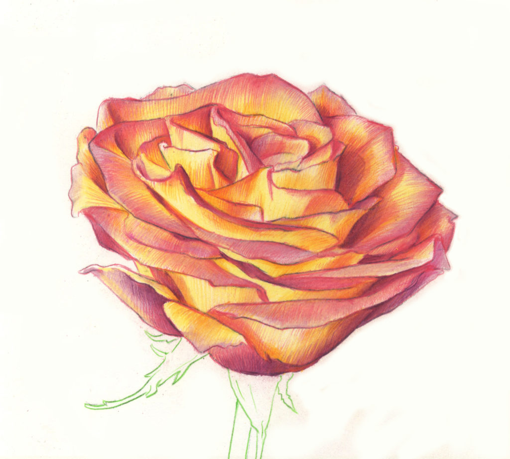 1024x922 Drawing Roses In Graphite Pencil And Colored Pencil - Rose Drawing