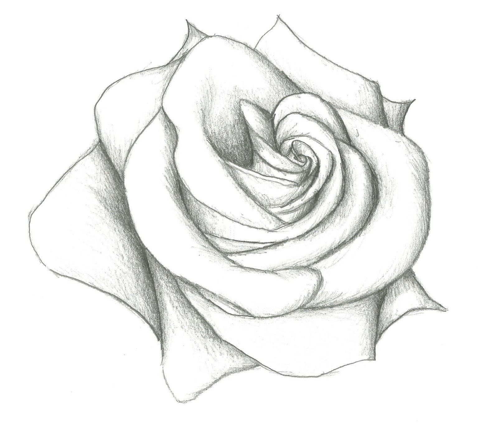 1600x1370 Easy Pencil Drawing Of Rose Model Easy Pencil Drawings - Rose Drawing