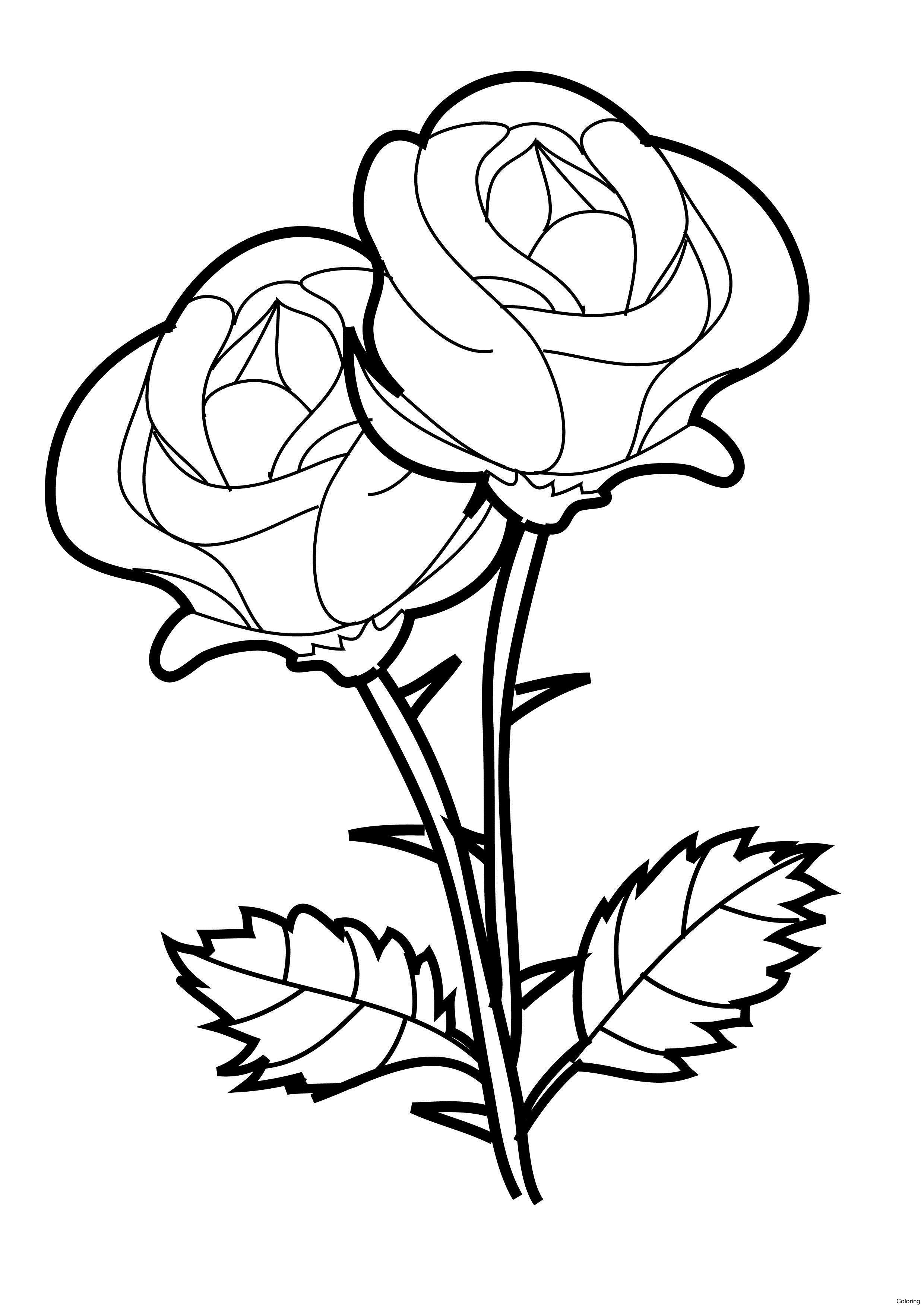 2480x3508 Easy Rose Drawing For Kids Rose Flower Drawing - Rose Drawing