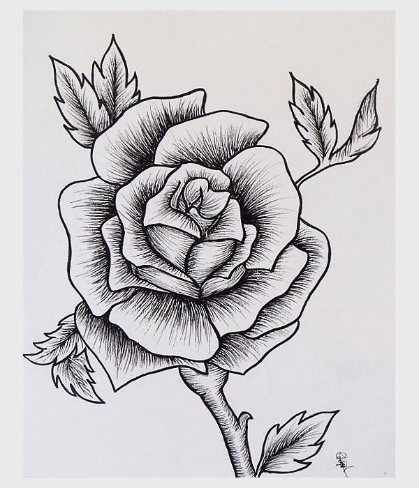 600x700 Drawings Of Roses - Rose Drawing