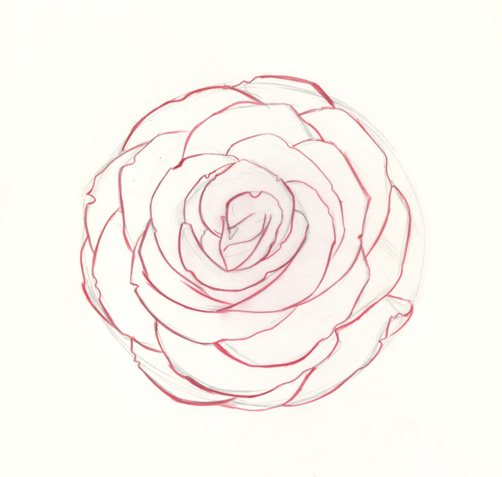 1024x973 How To Draw Roses An Easy And Complete Step - Rose Drawing