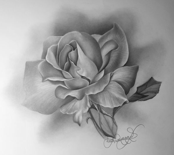 600x533 How To Draw A Rose - Rose Drawing