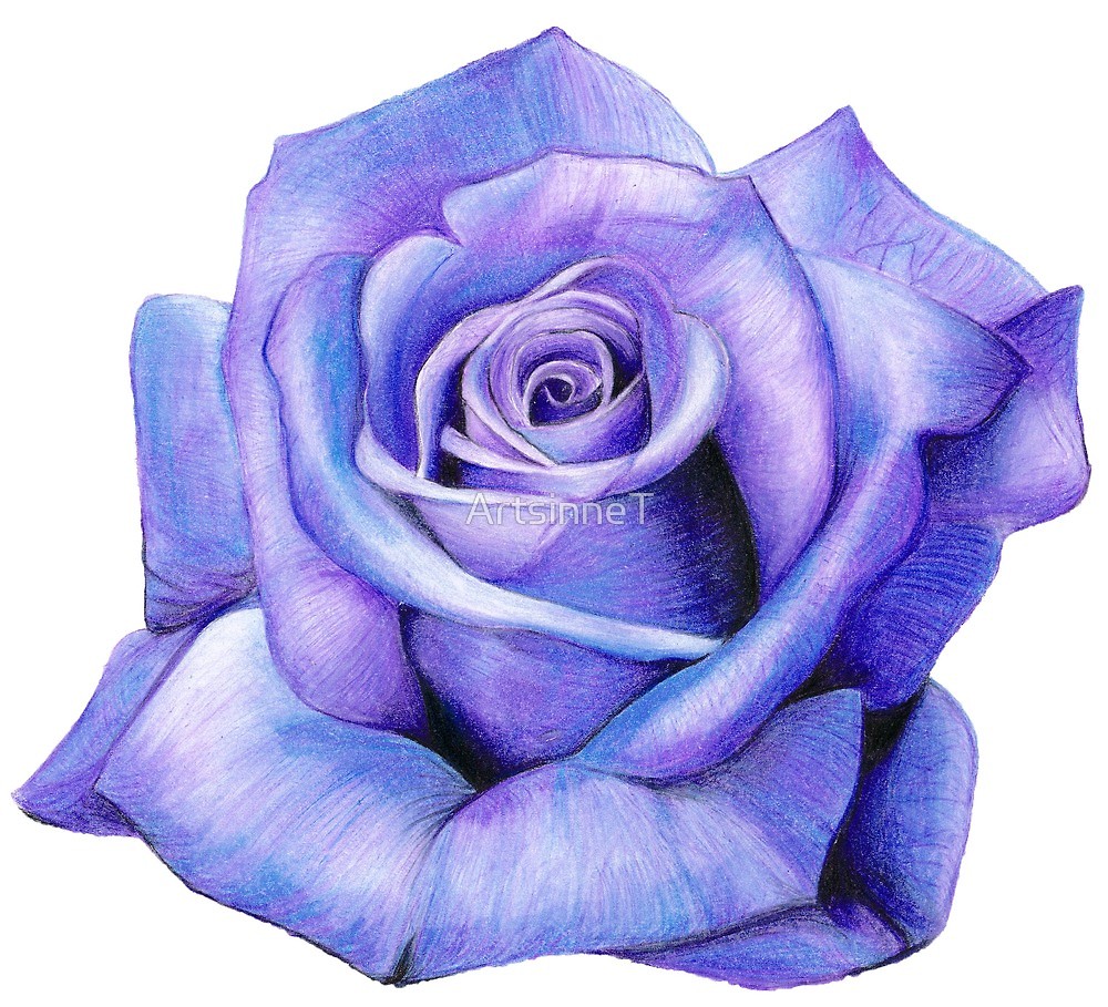 1000x909 Purple Rose Drawing - Rose Drawing