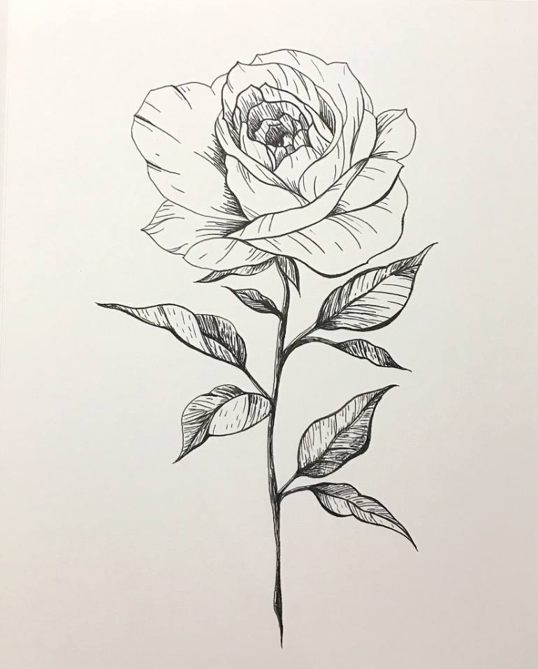 770x958 Rose Lines Drawing - Rose Drawing