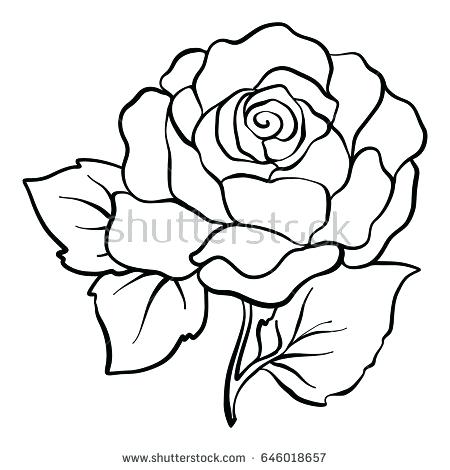 450x470 Free Rose Drawing Outline Download Free Clip Art Free Clip Art - Rose Drawing Clip Art