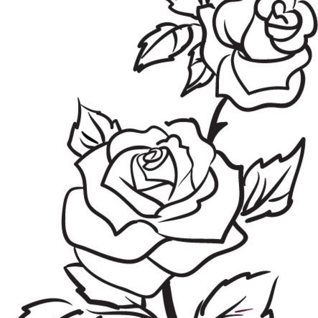 1024x1024 Rose Outline Drawing Animal Clipart House Clipart Online Download - Rose Drawing Clip Art