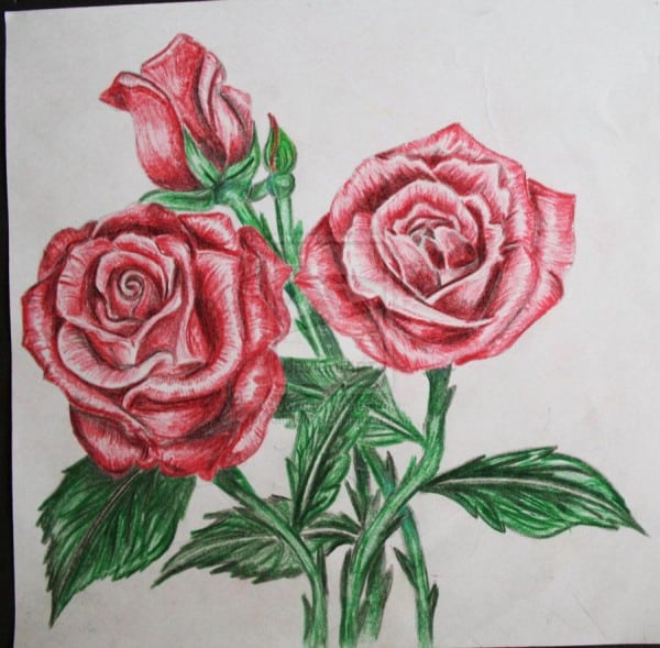 600x589 Drawing Roses In Colored Pencil Rose Drawing Color At Getdrawings - Rose Drawing Color