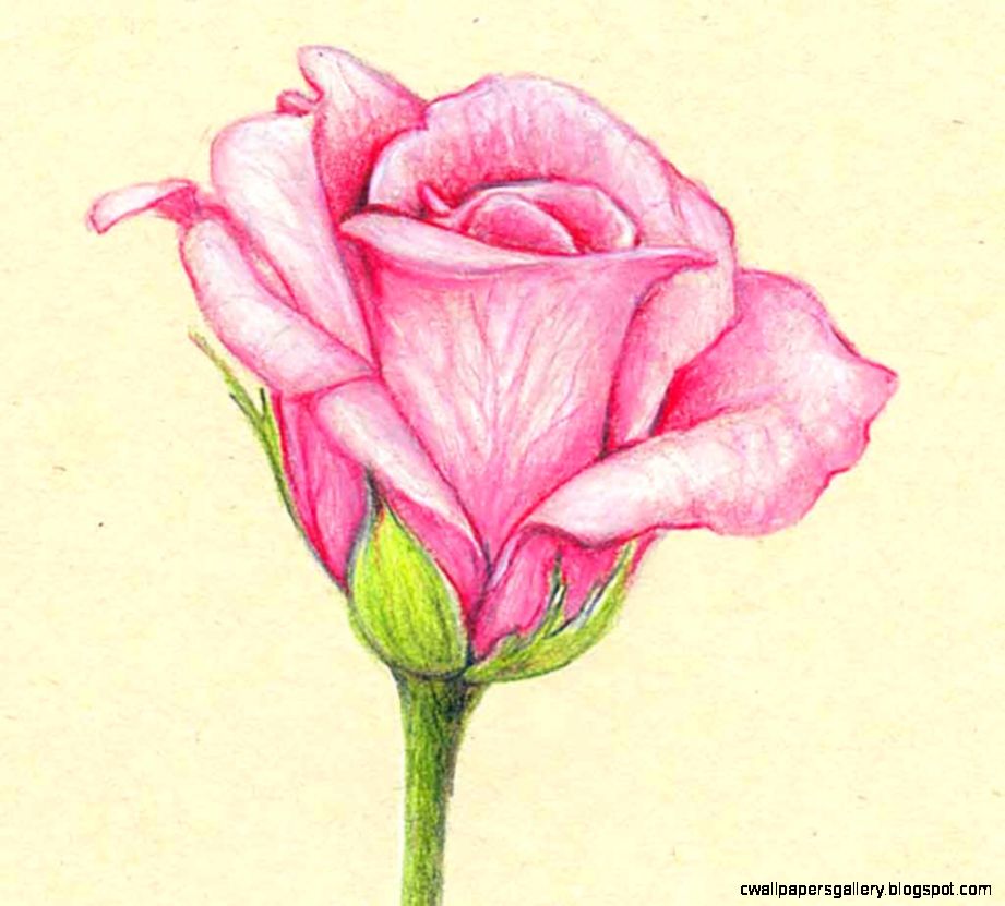 921x831 Flower Drawings With Color Wallpapers Gallery - Rose Drawing Color