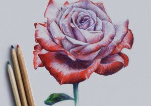 300x210 Flowers Drawing Color - Rose Drawing Color