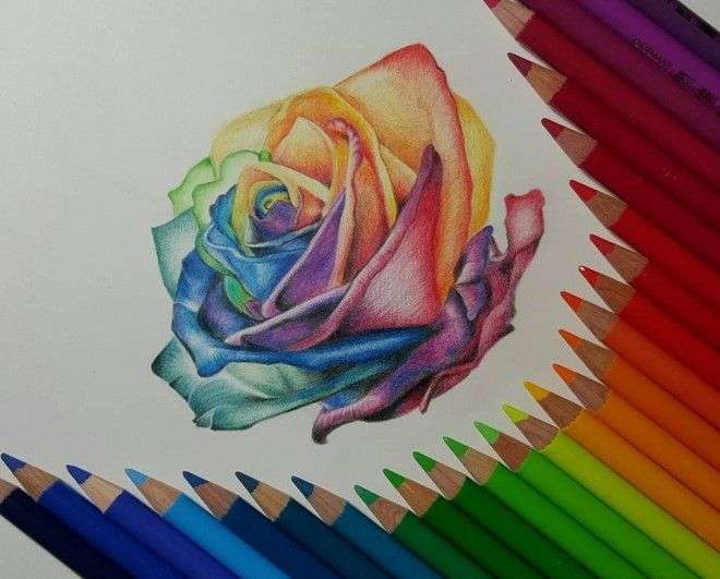 660x531 How To Draw With Colored Pencils Best Of Rose Color Pencil Drawing - Rose Drawing Color