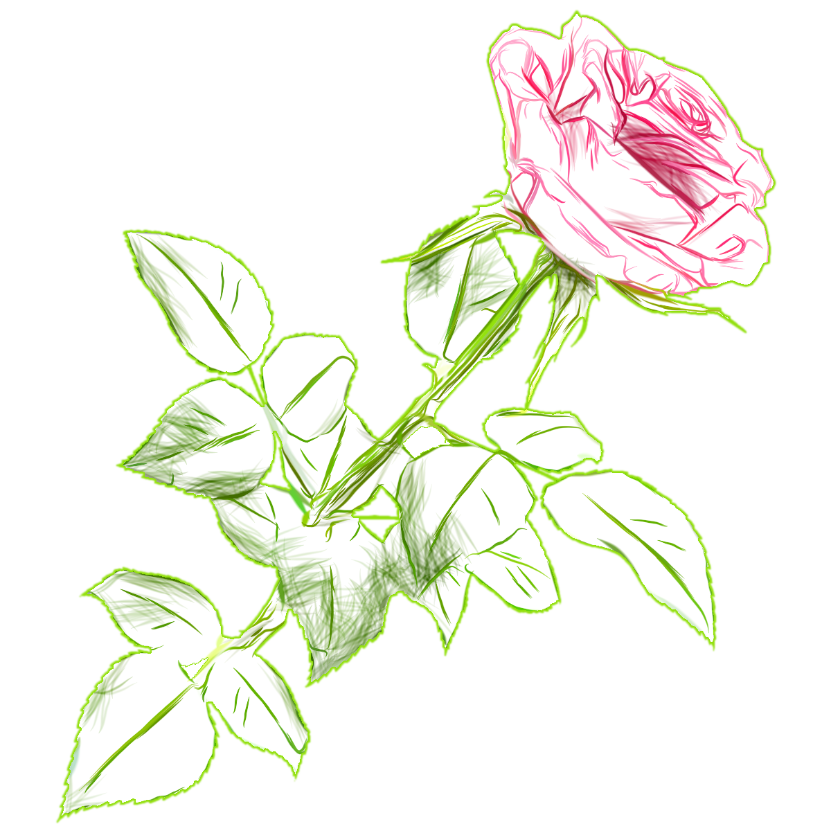 1200x1200 Rose Drawing Color Png Picture Image - Rose Drawing Color