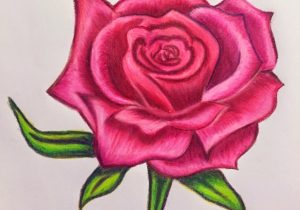300x210 Rose Flower Color Drawing - Rose Drawing Color