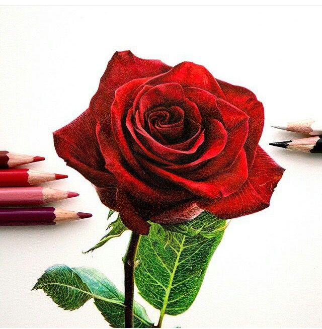 640x654 So Realistic - Rose Drawing Color