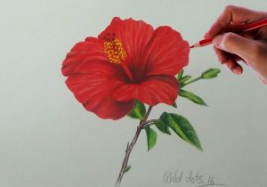 300x210 Some Simple Red Colour Drawing Flowers How To Draw + Color A Rose - Rose Drawing Color