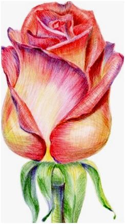 244x437 Create Colored Pencil Still Life Drawings, Landscapes, Portraits - Rose Drawing Color