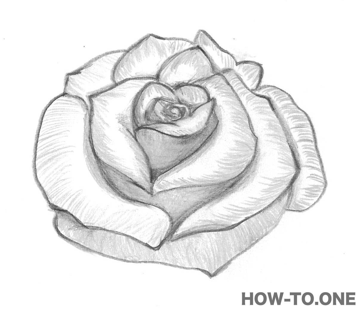 1206x1034 How To Draw A Rose In Easy Steps How To One - Rose Drawing Easy