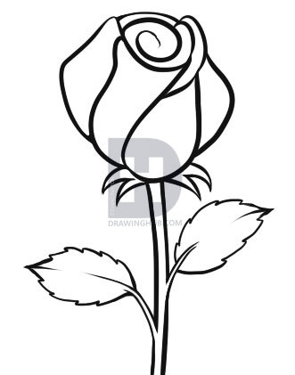 331x421 How To Draw An Easy Rose, Step - Rose Drawing Easy