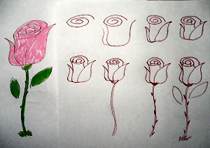 300x211 Learn To Draw A Rose Step - Rose Drawing Easy Step By Step