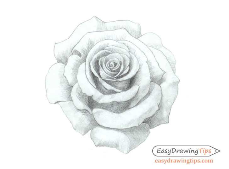 728x540 How To Draw A Rose Step - Rose Drawing For Beginners