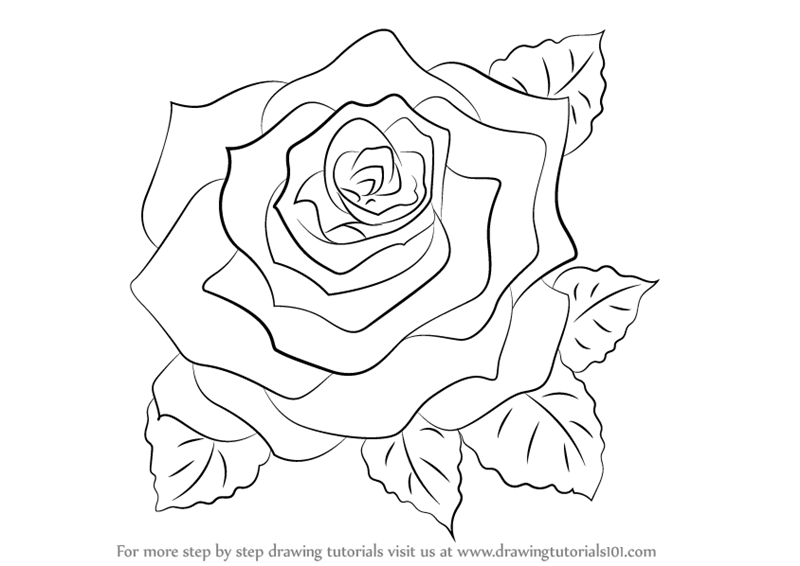 800x566 Learn How To Draw A Rose - Rose Drawing For Beginners