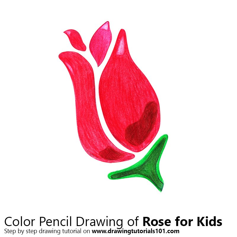800x800 Rose For Kids Colored Pencils - Rose Drawing For Kids