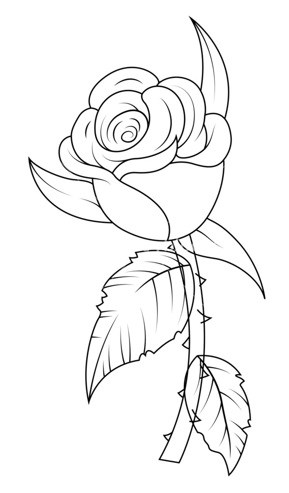 587x1000 Rose Drawing Royalty Free Stock Image - Rose Drawing Images