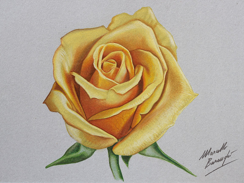 800x600 Yellow Rose Drawing - Rose Drawing Images