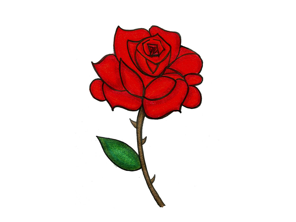 1024x768 Rose Cartoon Cartoon Rose Drawing Pictures Drawings Nocturnal - Rose Drawing Images