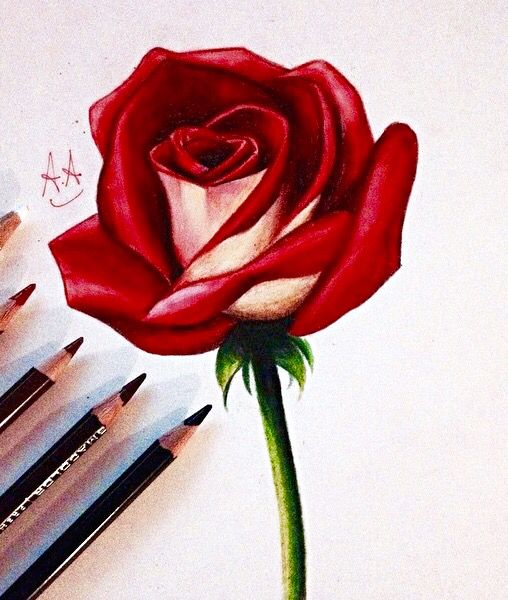 508x600 Acrylic Painting Lesson - Rose Drawing In Color