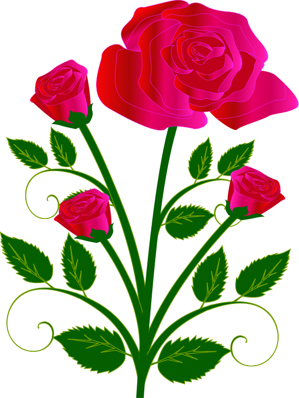 601x800 petal drawing rose bud transparent png clipart free download - Rose Drawing In Color